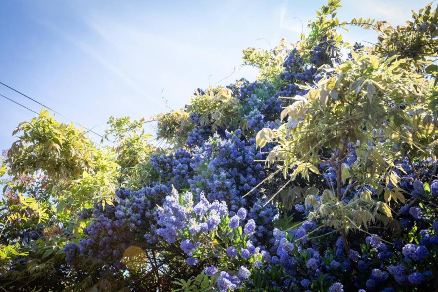 Eden Cottage Whitstable Bagian luar foto